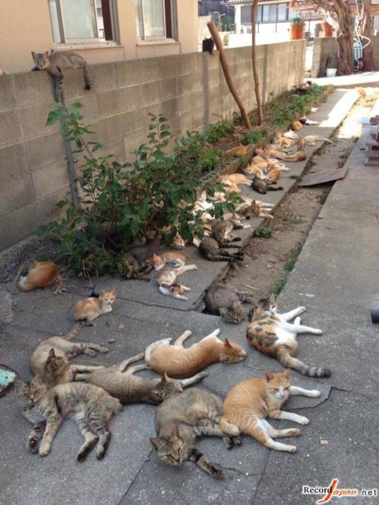 猫岛