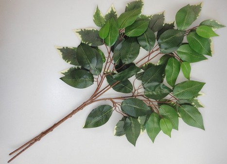 榕树叶（蔷薇目桑科植物）