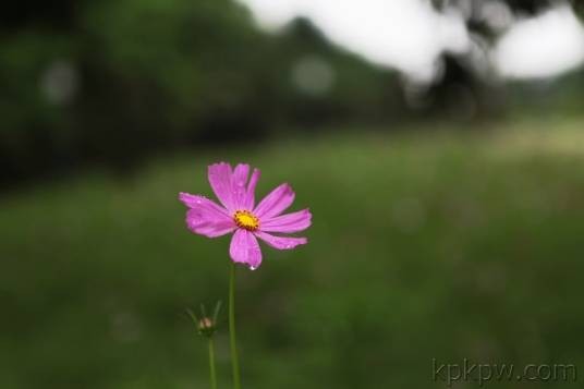娇小