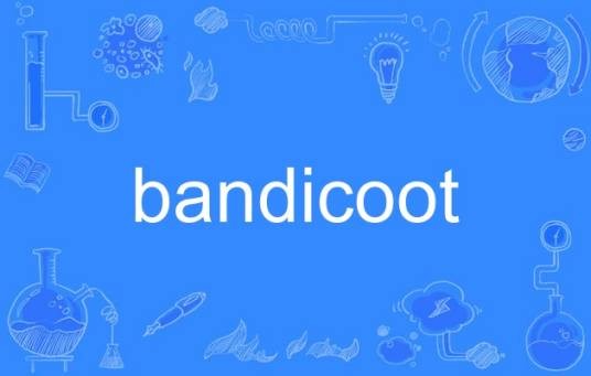 bandicoot