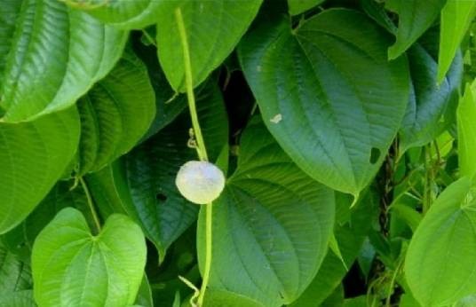 黄药（中药）