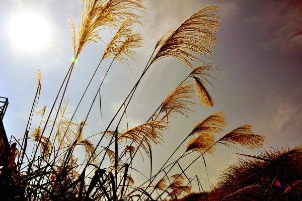 为什么叫芦苇荡
