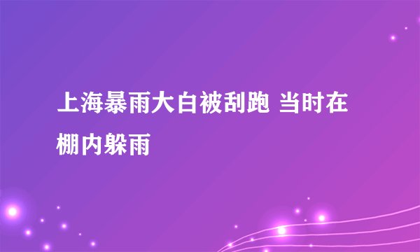 上海暴雨大白被刮跑 当时在棚内躲雨