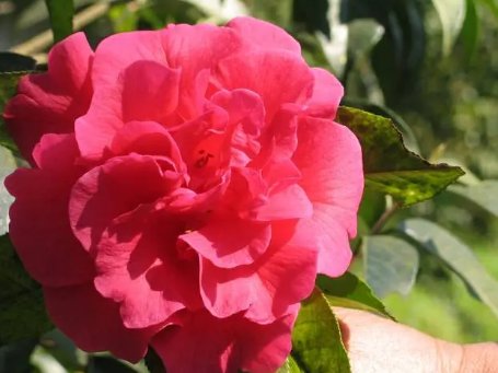camellia是什么意思?
