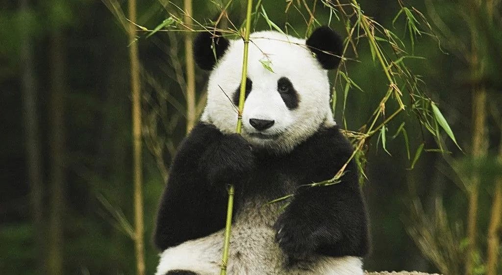 大熊猫“团团”已完成解剖，为何要对其进行解剖？