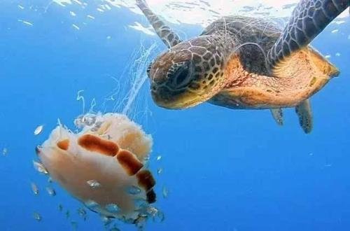 三亚亚龙湾青梅港红树林内发现一只体型巨大的患病绿海龟,这只海龟怎么了?
