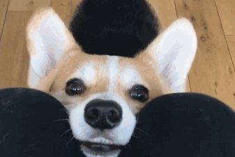 美国两名幼童被家中比特犬咬死，适合养在家中作家庭陪伴犬的犬种有哪些？