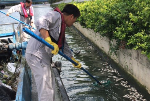 放生成杀生!上海苏州河频现死鱼,如何治理这种问题?
