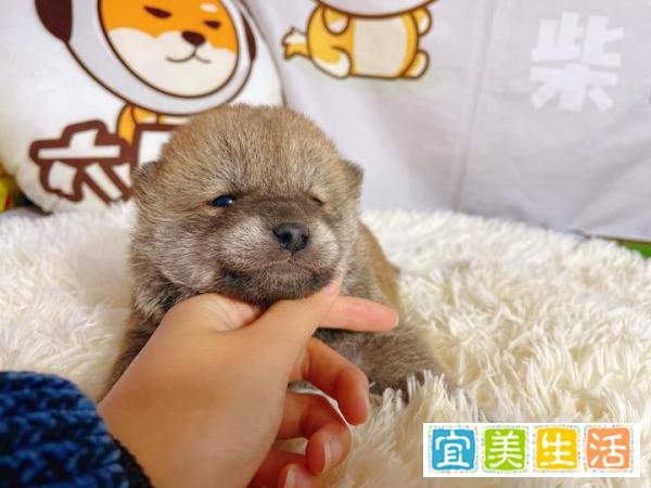 如何在家给柴犬自制狗粮呢?