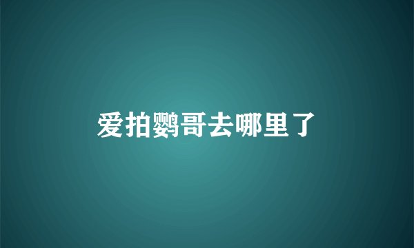 爱拍鹦哥去哪里了