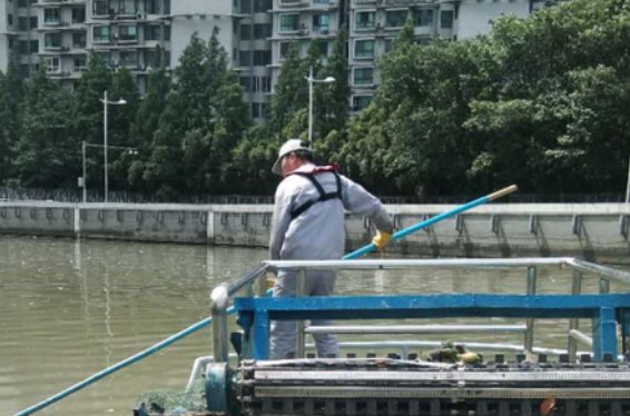 放生成杀生！上海苏州河频现死鱼，如何治理这种问题？