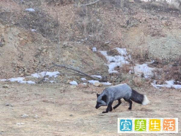 罕见银黑狐现身门头沟，专家：非法放生对本地物种十分不利