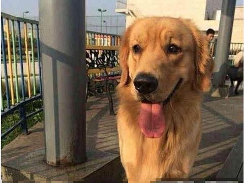 金毛犬咬人吗