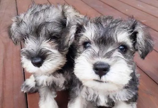美国两名幼童被家中比特犬咬死，适合养在家中作家庭陪伴犬的犬种有哪些？
