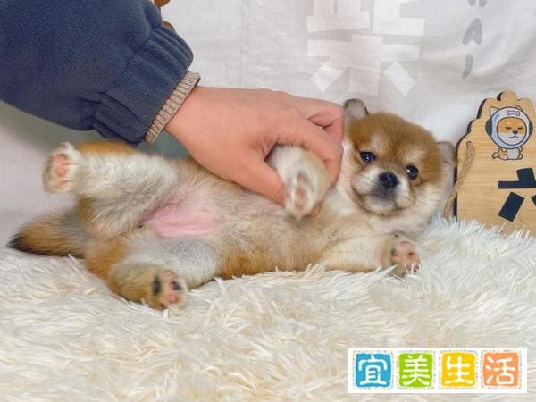如何在家给柴犬自制狗粮呢?