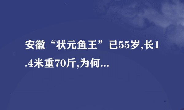 安徽“状元鱼王”已55岁,长1.4米重70斤,为何草鱼能活这