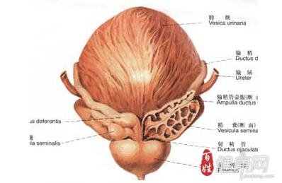 前列腺之家的介绍