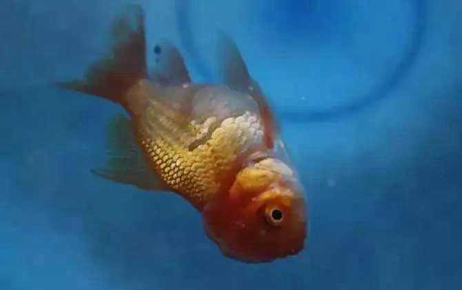 泰狮金鱼鱼鳞炸开了是怎么回事?