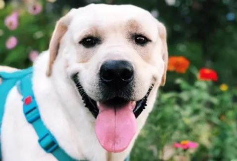 美国两名幼童被家中比特犬咬死，适合养在家中作家庭陪伴犬的犬种有哪些？