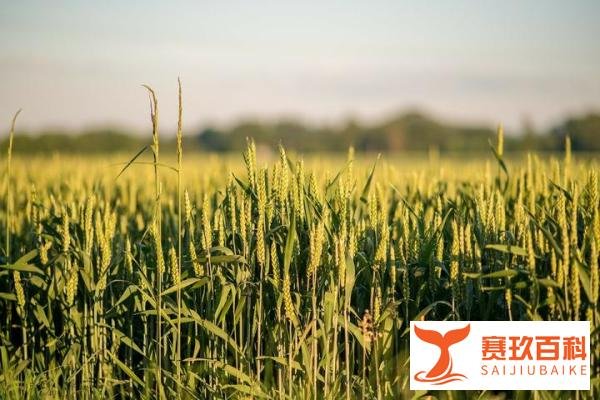 新新成语故事--白手起家