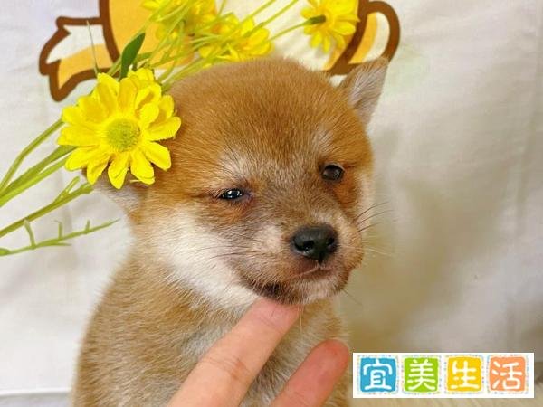 如何在家给柴犬自制狗粮呢?