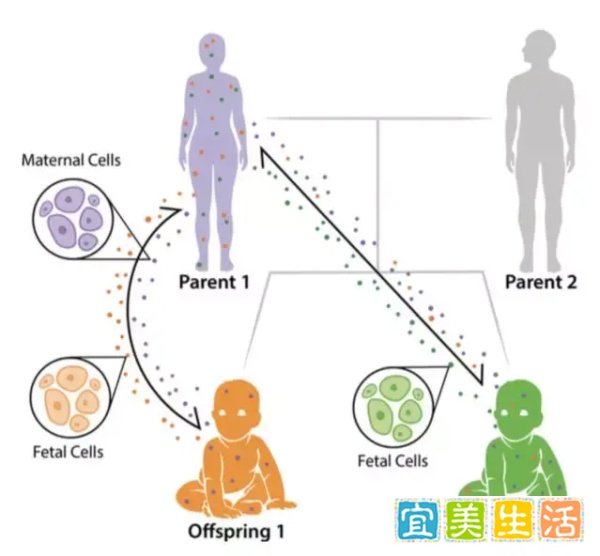 你是你妈身上掉下来的肉,但你也留了很多细胞在她身体里陪她