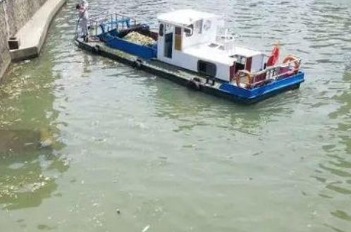 放生成杀生!上海苏州河频现死鱼,如何治理这种问题?