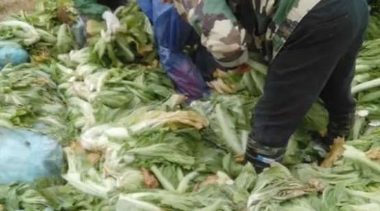 部分老坛酸菜包竟是土坑腌制而来，制作现场有多么触目惊心？
