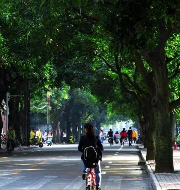 悲痛,广西大学一教师离世,原因骑电瓶车行驶,没刮风树倒了被砸