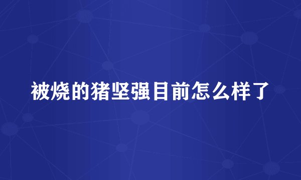 被烧的猪坚强目前怎么样了