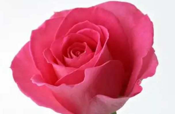 生日送什么鲜花合适