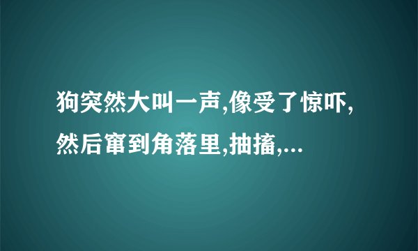 狗突然大叫一声,像受了惊吓,然后窜到角落里,抽搐,打滚,乱叫,无力,乱...