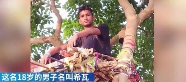 印度一男子在树上隔离11天 这是咋情况？