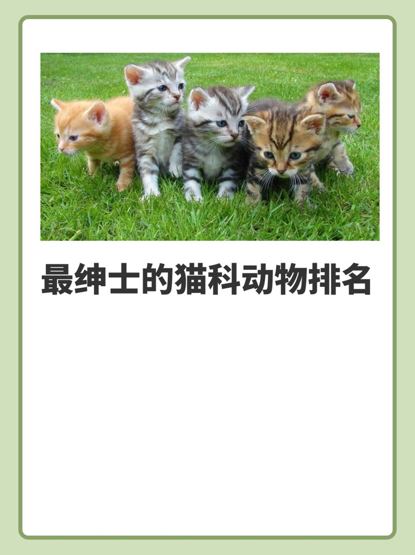 最绅士的猫科动物排名