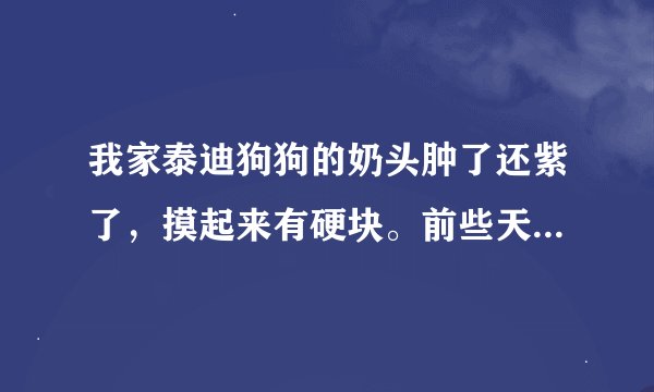 我家泰迪狗狗的奶头肿了还紫了，摸起来有硬块。前些天刚过了第一次发情期。没给它配种。有谁了解是怎么回