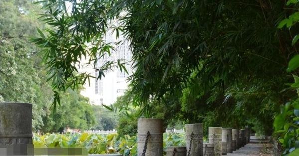 悲痛,广西大学一教师离世,原因骑电瓶车行驶,没刮风树倒了被砸