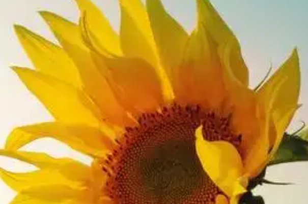 生日送什么鲜花合适