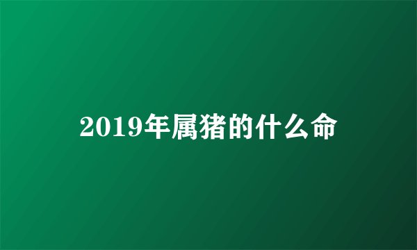 2019年属猪的什么命