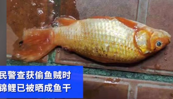 男子偷5万元锦鲤晒成小鱼干，网友有何看法？