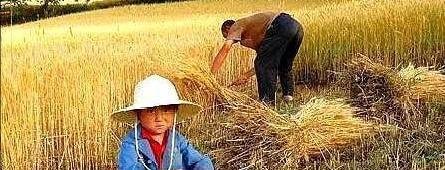 农民割麦得花钱降尘?农业局工作人员的初衷,真的是为了环保吗?