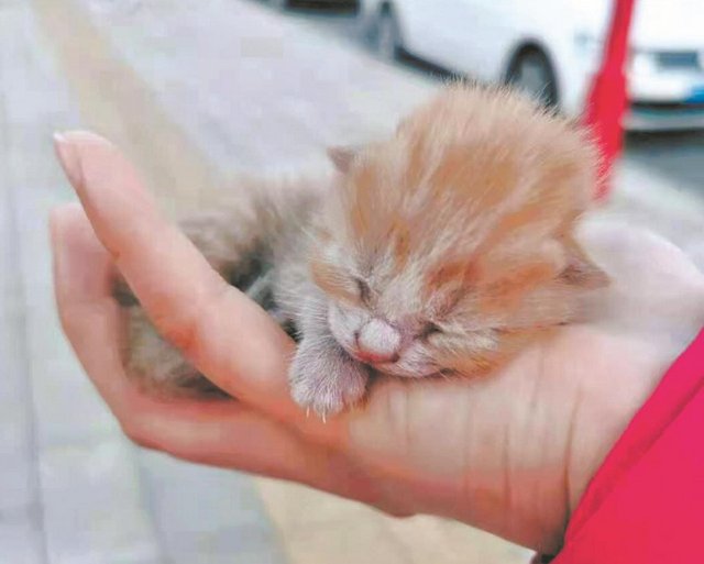 雷神山流浪小奶猫一年后成胖橘,它是被谁喂养的?
