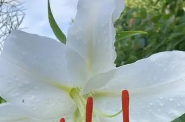 生日送什么鲜花合适