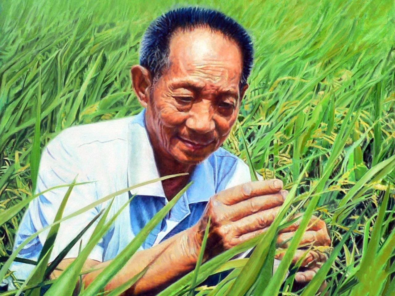 袁隆平差点当空军?为何后来成了杂交水稻之父?
