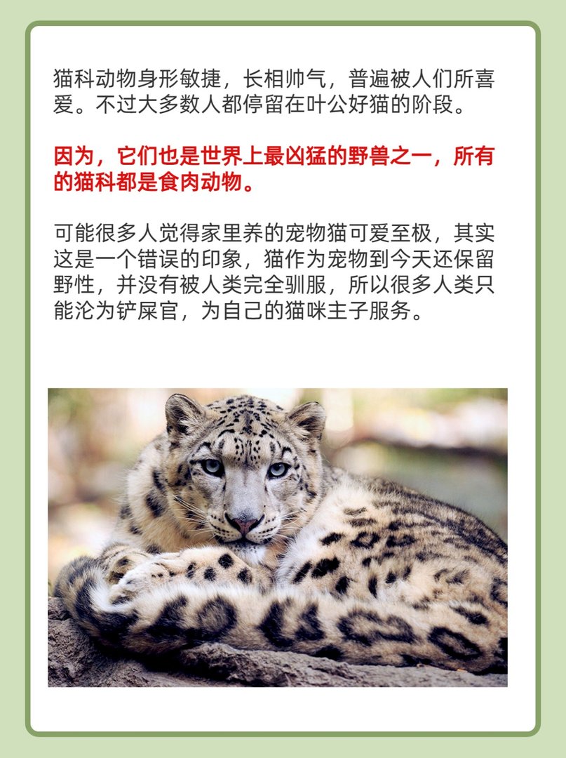 最绅士的猫科动物排名