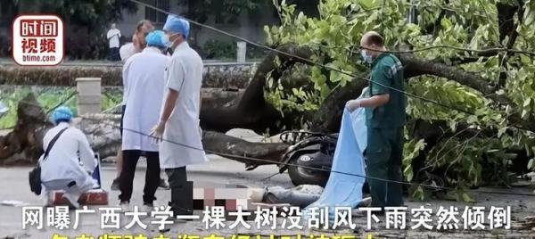 悲痛,广西大学一教师离世,原因骑电瓶车行驶,没刮风树倒了被砸