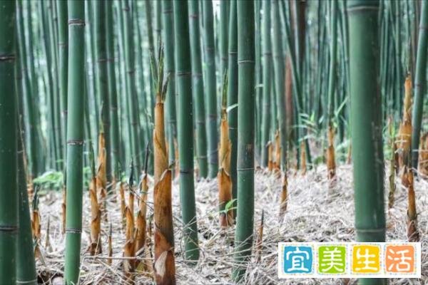 村民采笋和承包商起冲突，导致多人受伤，原因何在