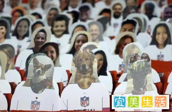 美国“超级碗”现场坐3万个纸片人，每个纸板收费100美元