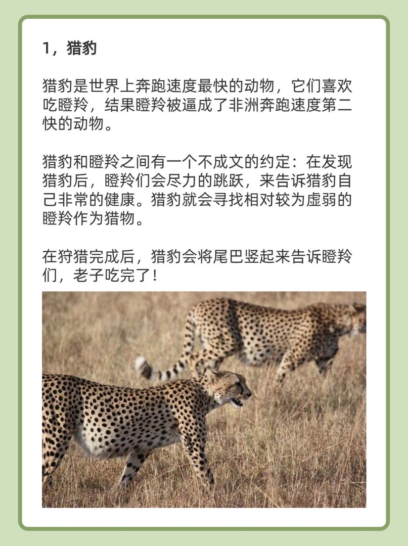 最绅士的猫科动物排名