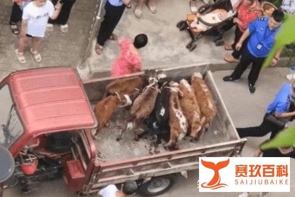 上海00后为纸片人吃席引围观,四川一居民在5楼阳台养7头牛被投诉