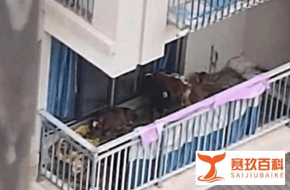 上海00后为纸片人吃席引围观,四川一居民在5楼阳台养7头牛被投诉